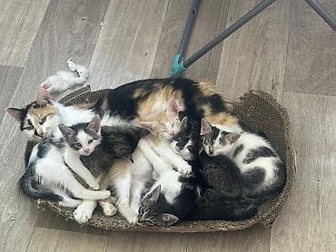 коты бесплатные: Отдаются даром котята в ответственные хорошие руки не как игрушка — 5