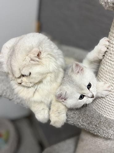 Скотиш Фолд (Шотландиялык шалпаң кулак), 2 айлык, Ургаачы — 6
