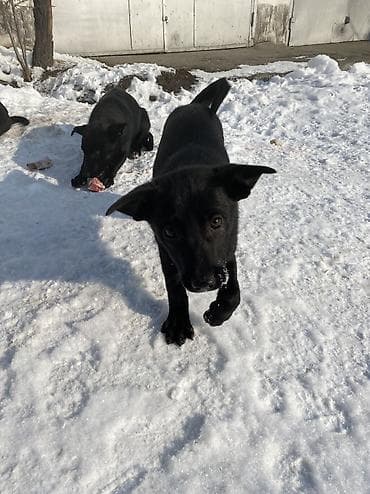 щенки ротвейлера бишкек: Дворняжка, 4 месяца, Самка — 10