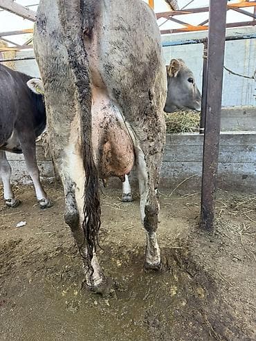 дом для животных: Продаю | Корова (самка) | Швицкая | Для молока | После отела — 3
