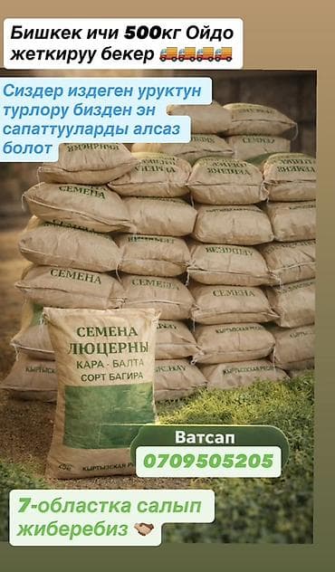 Продукты питания: Беде урук,1-сорт 99%онот кепилдик беребиз Жугору уруктурлору бар — 1