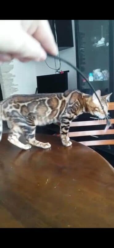 купить породистых котят: Красивейшие бенгальские котята .вырастают вот такими красавцами очень — 4