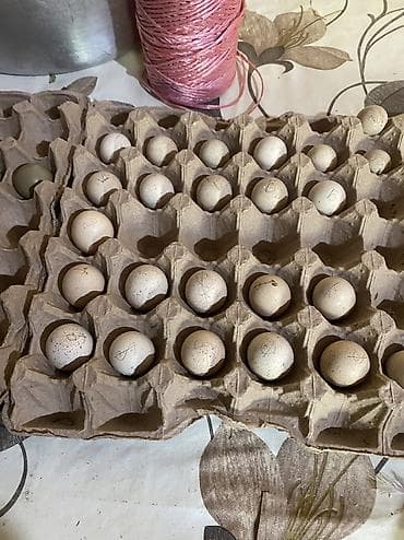 купить яйцо перепелиное инкубационное: Продаю инкубационные яйцо кекликов силвер Птицы: силвер куропатки — 6