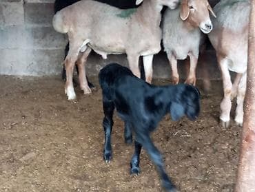телята музо: Продаю | Овца (самка) | Для разведения | Племенные — 5