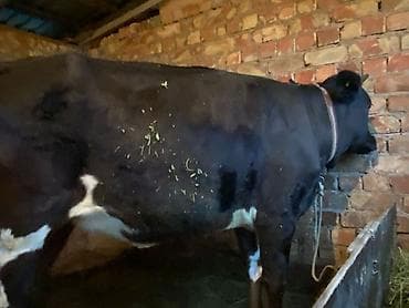 продаю мёд: Продаю | Корова (самка) | Для разведения | Привязанные — 1