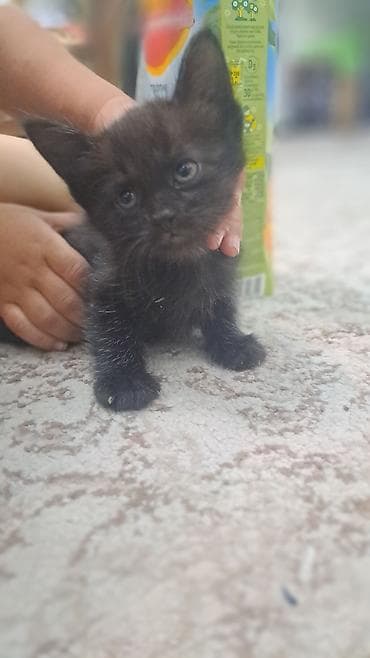 кошка домашний: Котята от домашней кошки - Помёт из нескольких котят разной окраски — 3