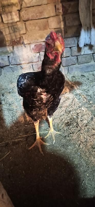 ориентал кошка: Продаю | Петух | Бойцовая | Для разведения — 2