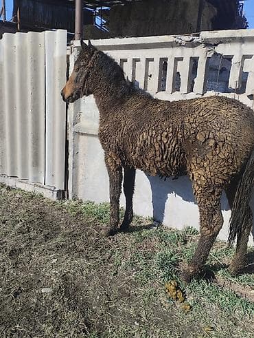 Зоотовары: Продаю | Жеребенок | Для разведения | Племенные — 7