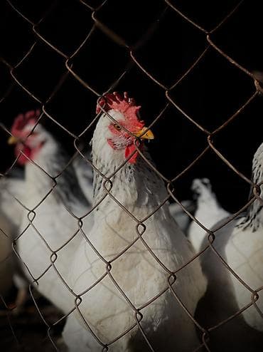 отпугиватель птиц: Адлеры — 1