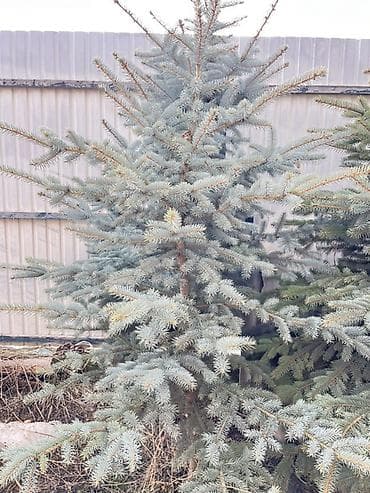 продать яблоки оптом: Ель голубая (Picea pungens, Blue Spruce) для озеленения участков. - — 1