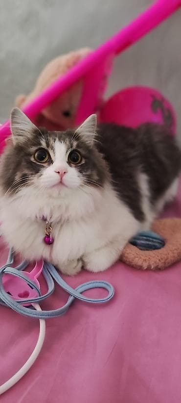 стерилизация кошки бишкек: 2 года, Девочка, С документами — 4