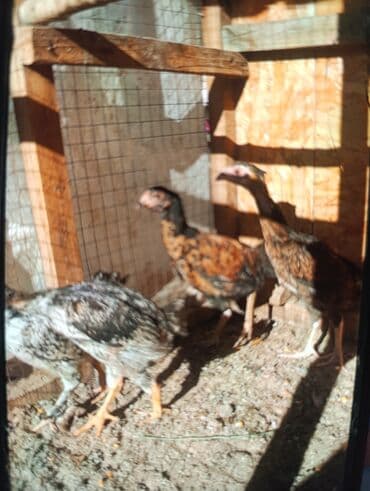 продаю домашние куры: Продаю молодых боевых даканов и цыплят хороших кровей отборных от 500с — 2
