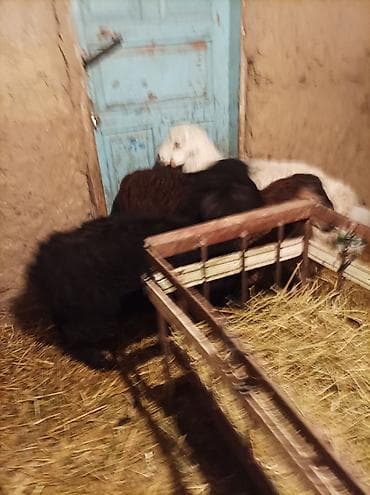 собака авчарка: Продаю | Овца (самка) | Гиссарская, Арашан, Романовская | Для разведения | Племенные — 8