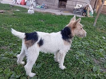 собака породистые: Ягдтерьер, 4 месяца, Самка, С прививкой — 3