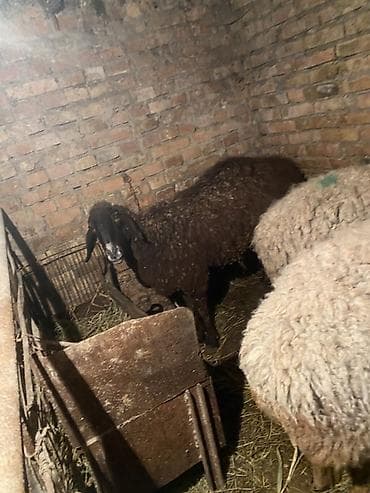 Баран, овца: Продаю | Овца (самка) | Полукровка | Для разведения | Ярка — 3