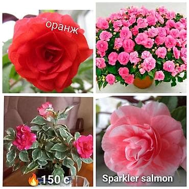 Комнатные растения: В наличии крупные детки, бальзаминов по 100 с -150 с. Возможна — 2