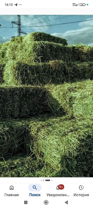 🌾 Продаю люцерну с поля! Село Озёрное. Большие чистые тюки — 250