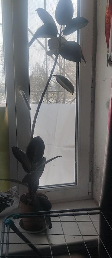 токмок кун чыгыш: Кактустар — 4