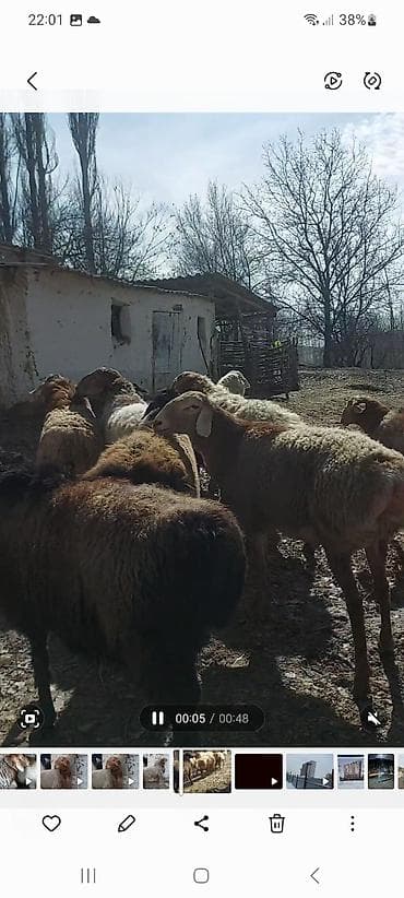 кошка каракол: Сатам | Ургаачы кой (ургаачы) | Көбөйтүү үчүн | Ургаачы — 3