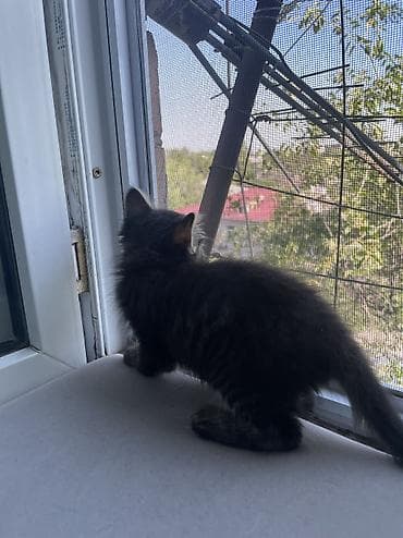 Мышыктар: Котенок! Мальчик ! Ласковый ! Добрый ! Очень спокойный ! Умный ! Ходит — 10