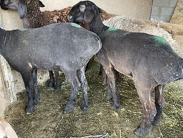 коша: Продаю | Овца (самка) | На забой — 1