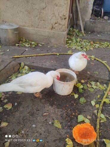 tuxedo порода кошек цена: Селезни и уточки двух линий на племя в Канте и Чолпон-Ате, есть чисто — 5