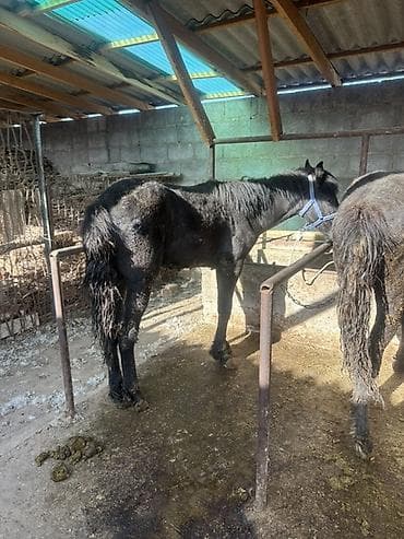 машинки для стрижки собак: Продаю | Жеребенок | Для разведения | Племенные — 5