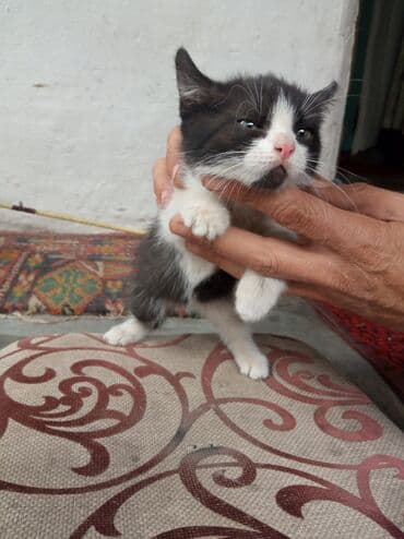 продажа домашних животных: Отдам котят в добрые руки к лодку приучиные почти 2 месяца два кота и — 2