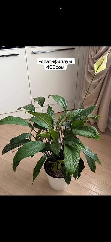 Спатифиллум (Spathiphyllum) в горшке. - Пышное декоративно-лиственное — 1
