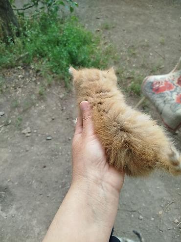 Мышыктар: Мышык бекер берилет: Породасыз, 2 айлык, Эркек — 4