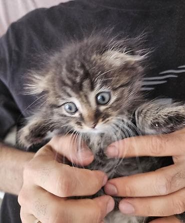 Мышыктар: Ищем дом девочке с пушистой табby-шерстью и ярко‑голубыми глазами — 2