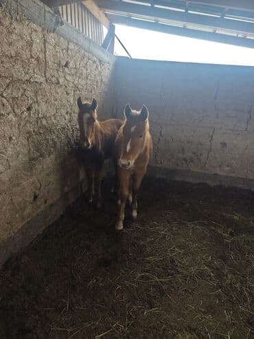 сельскохозяйственные животные продажа: Продаю | Жеребенок | Для разведения — 3
