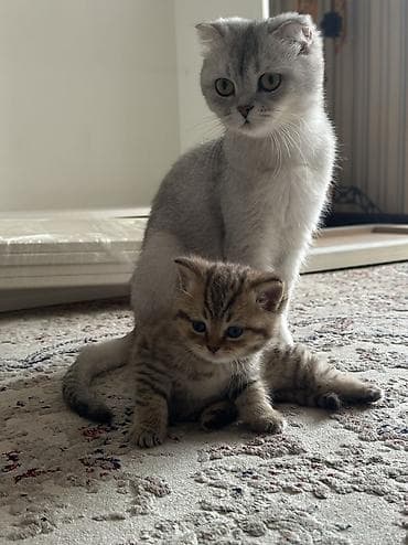 Мышыктар: Скотиш Страйт (Шотландиялык тик кулактуу), 1 айлык, Эркек, Шоколад, Лотокко барууга үйрөтүлгөн — 6