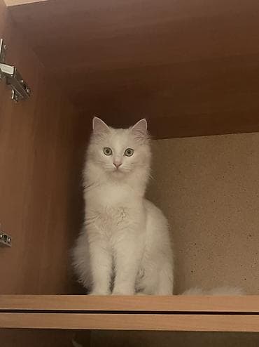 Вязка кошек: Вязка: Ангорская, Девочка, 1 год, Белый — 3