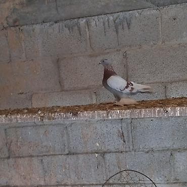 сколько стоят попугаи волнистые: Продаётся Пискун Сиреневый голубь не гоненные — 1