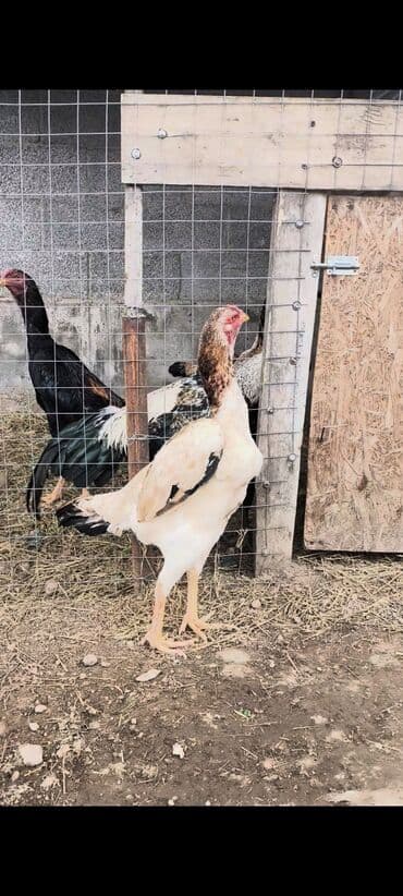 Грызуны: Продаю | Куры, Петух | Бойцовая | Для разведения — 4