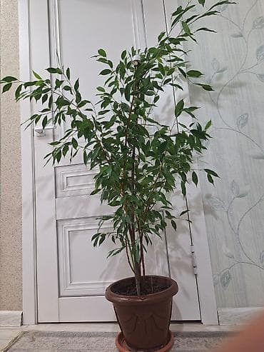 Фикустар: Фикус Бенджамина в горшке - Вид: Ficus benjamina — 2