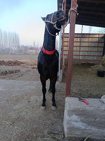 яйцо инкубационное бройлер: Продаю | Жеребец | Конный спорт — 4