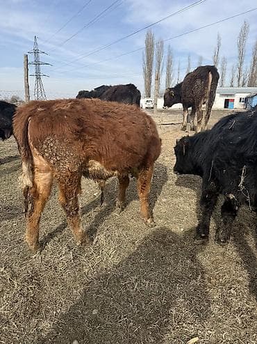 лошади чистокровные: Продаю | Бык (самец) | На откорм — 10