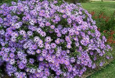 черешковый сельдерей бишкек: Традесканция Виргинская(доброе утро) -150 (куст) аквилегия(водосбор)- — 9