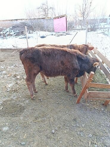 корова оптом: Продаю | Бык (самец), Музоо, торпок | Швицкая | На откорм, На забой, Для разведения — 2
