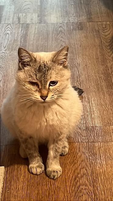 отдам даром кошку ош: Кошка даром: Беспородная, 3 месяца, Мальчик, Приучена к лотку, Проглистована — 7