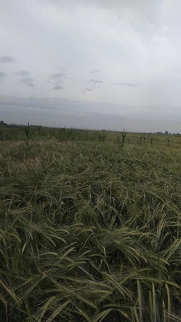 Недвижимость: 129 соток — 5