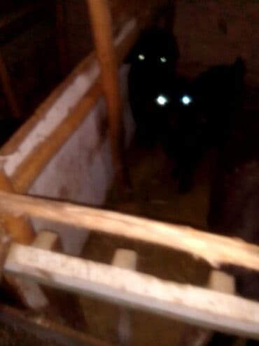 заненская коза: Продаю | Козлёнок | Для разведения — 5