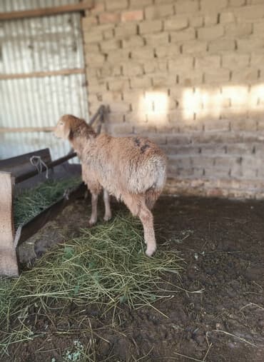 кролик декоративный: Продаю | Овца (самка) | Для разведения — 1