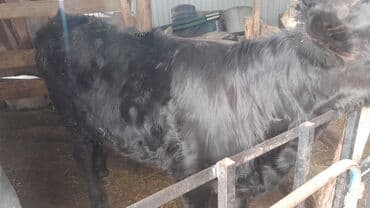 Продаю | Тёлка | На откорм
