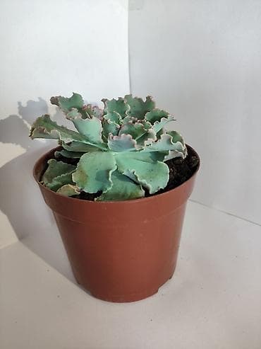 Суккулент Эчеверия (Echeveria ‘Frilly’/ruffled) в горшке - Розетка с