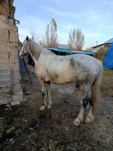 продаю связи с переездом: Продаю | Конь (самец) | Рабочий | Мерин — 2