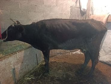 Продаю | Корова (самка) | Полукровка | Для разведения | Привязанные at lalafo.kg Продаю | Корова (самка) | Полукровка | Для разведения | Привязанные