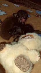 Щенки мелкой породы (карманный формат)готовы к брони.(2 мальчика и 2